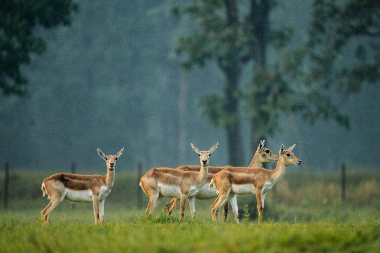 बरनावापारा के हिरन